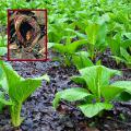 Skunk-cabbage